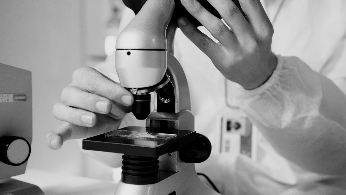BDNF – Dihexa evidence review