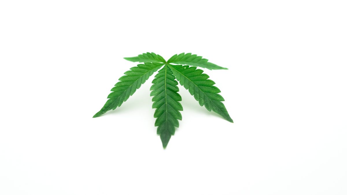 Dihexa for Cannabis & Weed Brain Fog