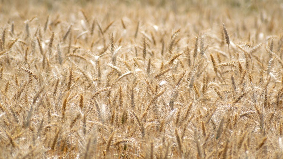 Dihexa for Coeliac & Gluten Brain Fog