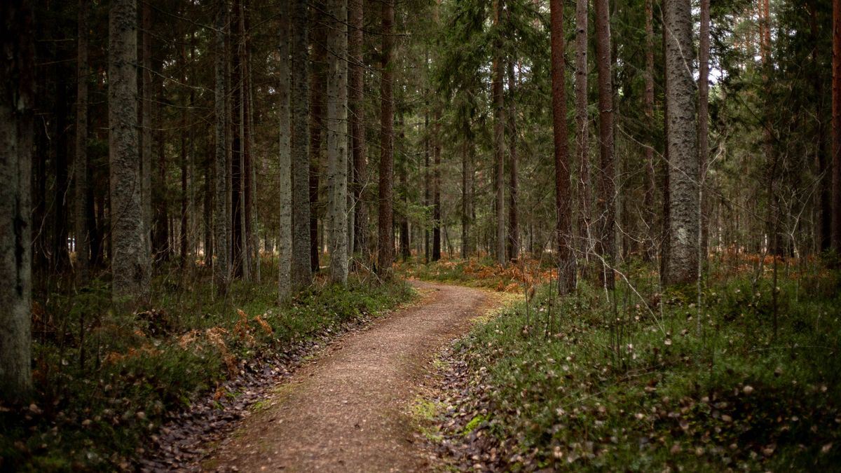 Dihexa for Lyme Disease & PTLDS